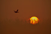 BRD 04 WF0022 01
Greater Cormorant Flying Against Setting Sun