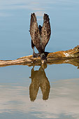 BRD 04 WF0023 01
Great Cormorant Standing On Tree Trunk Drinking From Pond