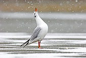 BRD 04 WF0024 01
Black-Headed Gull Standing On Snow Looking Up
