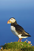 BRD 04 WF0025 01
Atlantic Puffin In Breeding Plumage Standing On Grassy Clifftop