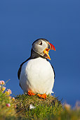 BRD 04 WF0026 01
Atlantic Puffin Perched On Grassy Clifftop Calling