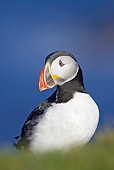 BRD 04 WF0027 01
Atlantic Puffin Perched On Grassy Clifftop