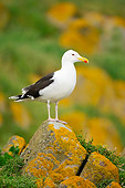 BRD 04 WF0028 01
Great Black-Back Gull Standing On Rock In Saltee Islands Ireland