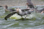 BRD 04 WF0029 01
Southern Giant Petrels Fighting Over Food At Surface Of Water