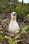 BRD 04 WF0030 01
Red-Footed Booby Sitting On Eggs