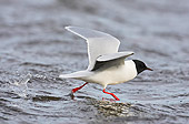 BRD 04 WF0031 01
Little Gull Taking Off From Surface Of Water