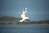 BRD 04 WF0032 01
Great Black-Back Gull Calling In Flight