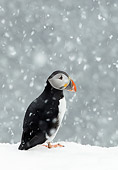 BRD 04 WF0033 01
Atlantic Puffin Standing In Falling Snow