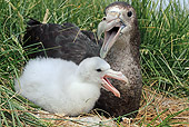 BRD 04 WF0034 01
Southern Giant Petrel And Chick Laying In Nest