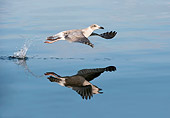 BRD 04 WF0035 01
Herring Gull Taking Off From Surface Of Water