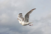 BRD 04 WF0036 01
Young Herring Gull Looking Up In Flight