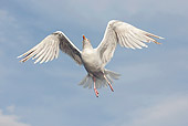 BRD 04 WF0037 01
Young Herring Gull In Flight