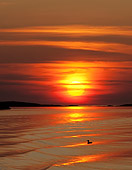 BRD 04 WF0038 01
Herring Gull Swimming In Sea At Sunset