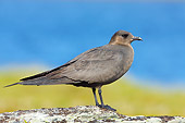 BRD 04 WF0039 01
Arctic Skua Standing On Rock