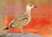 BRD 04 WF0040 01
Herring Gull Chick Standing On Stone Wall Profile