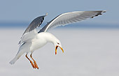 BRD 04 WF0041 01
Herring Gull Calling While Approaching Landing On Snow