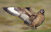 BRD 04 WF0042 01
Great Skua Displaying On Breeding Territory