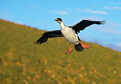 BRD 04 WF0043 01
Imperial Shag In Flight Antarctica