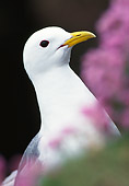 BRD 04 WF0044 01
Head Shot Of Black-Legged Kittiwake By Pink Blossoms