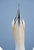 BRD 04 WF0045 01
Head Shot Of Northern Gannet Looking Up