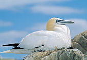 BRD 04 WF0046 01
Northern Gannet Sitting On Rock Scotland