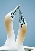 BRD 04 WF0047 01
Close-Up Of Two Northern Gannets Scotland