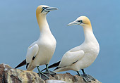 BRD 04 WF0048 01
Two Northern Gannets Standing On Rocks Scotland