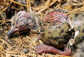 BRD 04 JM0001 01
Close-Up Of Western Gull Chick Hatching In Nest