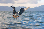 BRD 04 KH0001 01
Juvenile Kelp Gull Flying Over Ocean