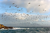 BRD 04 KH0002 01
Flock Of Cape Cormorants Flying Above Ocean South Africa