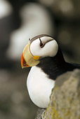 BRD 04 NE0001 01
Close-Up Of Horned Puffin Sitting On Rocky Cliff