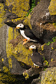 BRD 04 NE0002 01
Two Horned Puffins Sitting On Rocky Cliff