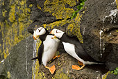 BRD 04 NE0003 01
Two Horned Puffins Sitting On Rocky Cliff