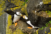 BRD 04 NE0004 01
Two Horned Puffins Sitting On Rocky Cliff Kissing