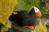 BRD 04 NE0005 01
Tufted Puffin Sitting On Rocky Cliff