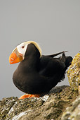 BRD 04 NE0006 01
Tufted Puffin Sitting On Rocky Cliff