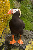 BRD 04 NE0007 01
Tufted Puffin Standing On Rocky Cliff