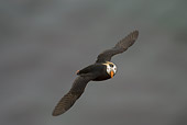BRD 04 NE0008 01
Tufted Puffin Flying