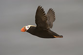 BRD 04 NE0009 01
Tufted Puffin Flying Profile