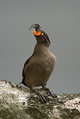 BRD 04 NE0010 01
Crested Auklet Sitting On Rocky Cliff