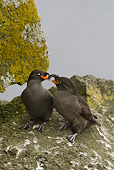 BRD 04 NE0011 01
Two Crested Auklets Sitting On Rocky Cliff