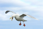 BRD 04 NE0012 01
Glaucous Gull Flying With Mouth Open Alaska