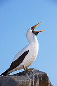BRD 04 NE0013 01
Nazca Booby Perching On Rock Galapagos Islands