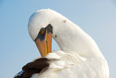 BRD 04 NE0014 01
Close-Up Of Nazca Booby Preening Galapagos Islands