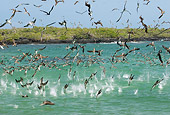 BRD 04 NE0015 01
Flock Of Blue-Footed Boobies Flying And Diving In Water Galapagos Islands