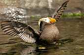 BRD 04 TL0001 01
Tufted Puffin Drying Wings
