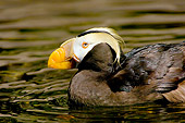 BRD 04 TL0002 01
Profile Of Tufted Puffin Swimming In Water