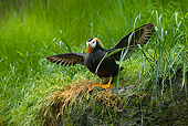 BRD 04 TL0003 01
Tufted Puffin Drying Wings On Bank By Tall Grass