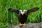 BRD 04 TL0004 01
Tufted Puffin Drying Wings On Bank By Tall Grass