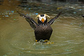BRD 04 TL0005 01
Tufted Puffin Drying Wings